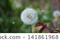 Delicate Seed Head Ready For Wind Dispersion. Nostalgic Scene Of Dandelion Seeds Drifting In Breeze 141861968