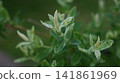 Dewy Variegated Leaves Close Up Revealing Delicate Water Droplets On Pale Green Foliage, Soft Morning Light, 141861969