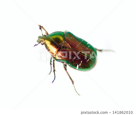 Famous beetle. Gold bug crawling on white surface Famous beetle. Gold bug crawling on white surface 141862010