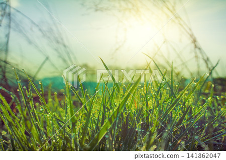 Green grass leaves with drops of dew Green grass leaves with drops of dew 141862047