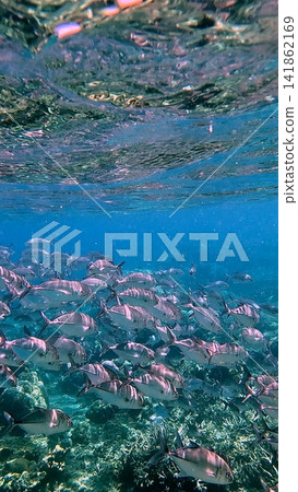 Bigeye trevally (Caranx sexfasciatus) swimming in schools in the shallow blue waters of a dense coral reef capturing a serene underwater scene in Dauin, Philippines Bigeye trevally (Caranx sexfasciatus) swimming in schools in the shallow blue waters of a dense coral reef capturing a serene underwater scene in Dauin, Philippines 141862169