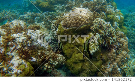 Pair of Longfin Batfish or Platax teira among stony coral formation covered in green moss. Dauin, Negros Island Region, Philippines Pair of Longfin Batfish or Platax teira among stony coral formation covered in green moss. Dauin, Negros Island Region, Philippines 141862172