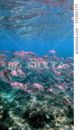 A vibrant school of Bigeye trevally (Caranx sexfasciatus) swims together in clear blue water above a thriving coral ecosystem. Dauin, Philippines A vibrant school of Bigeye trevally (Caranx sexfasciatus) swims together in clear blue water above a thriving coral ecosystem. Dauin, Philippines 141862173