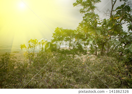 Bush on Deccan plateau - piercing rays of sun Bush on Deccan plateau - piercing rays of sun 141862326