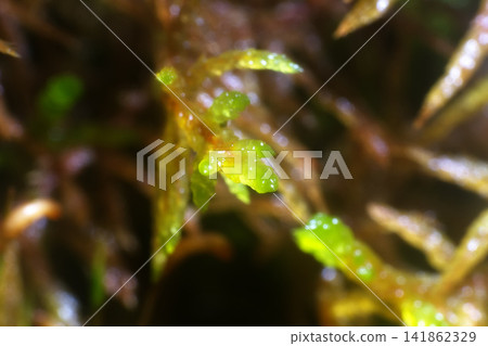 world of swamps world of swamps 141862329