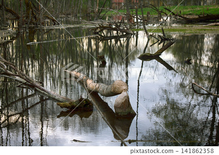 Old Park, centennial Park, fallen tree, sludge pond Old Park, centennial Park, fallen tree, sludge pond 141862358