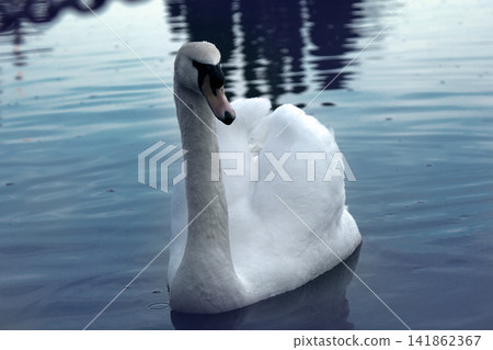 Cob swan portrait Cob swan portrait 141862367