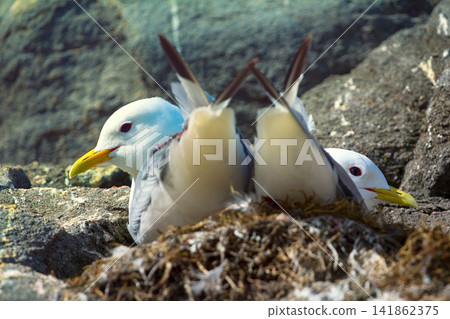 Couple of Kittiwakes gulls settled in nest Couple of Kittiwakes gulls settled in nest 141862375