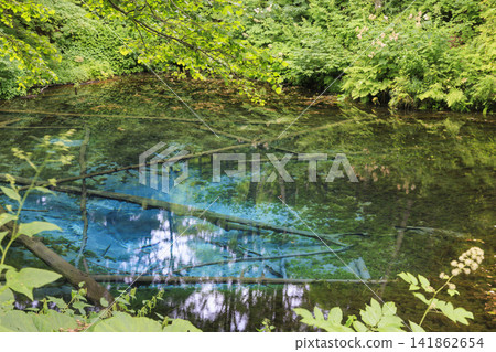 Kami-no-ko Pond (Kiyosato Town, Hokkaido): A beautiful spring said to be the source of Lake Mashu. Kami-no-ko Pond (Kiyosato Town, Hokkaido): A beautiful spring said to be the source of Lake Mashu. 141862654