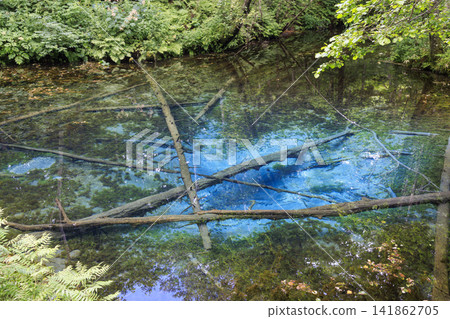 Kami-no-ko Pond (Kiyosato Town, Hokkaido): A beautiful spring said to be the source of Lake Mashu. 141862705