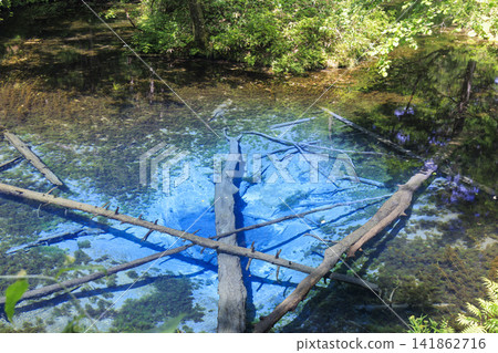 神之池（北海道清裡町）：據說是摩週湖的源頭，是一個美麗的泉水。 141862716