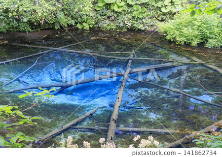 Kami-no-ko Pond (Kiyosato Town, Hokkaido): A beautiful spring said to be the source of Lake Mashu. Kami-no-ko Pond (Kiyosato Town, Hokkaido): A beautiful spring said to be the source of Lake Mashu. 141862734
