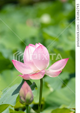 Pink lotus flowers and buds blooming in Shinobazu Pond in July | Ueno, Tokyo Pink lotus flowers and buds blooming in Shinobazu Pond in July | Ueno, Tokyo 141862743