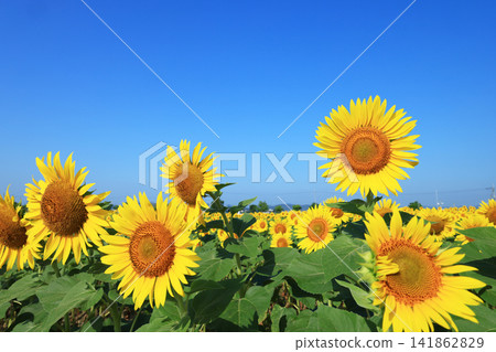 Sunflower field 9077 Sunflower field 9077 141862829