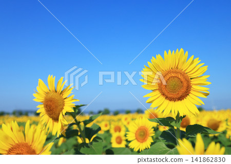 Sunflower field 9080 Sunflower field 9080 141862830