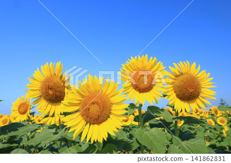 Sunflower field 9086 Sunflower field 9086 141862831
