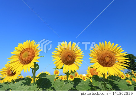 Sunflower field 9118 Sunflower field 9118 141862839
