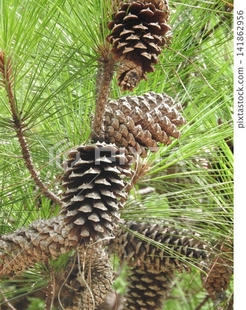 Large loblolly pine cone Large loblolly pine cone 141862956
