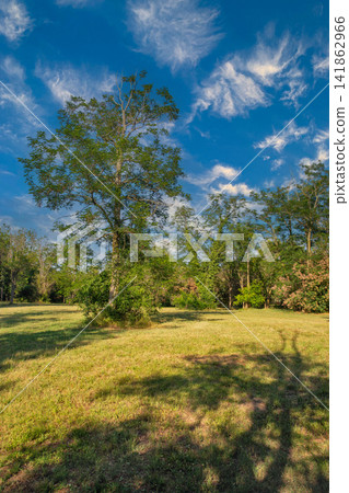 Lush green parkland with tall trees, blue sky. Istria, Croasia. Lush green parkland with tall trees, blue sky. Istria, Croasia. 141862966