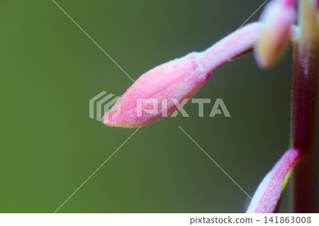 Exquisite blue tiny flowers of the North Exquisite blue tiny flowers of the North 141863008