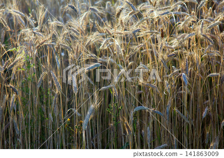 Wheat Bread.Wheat field bright summer agricultural positive Wheat Bread.Wheat field bright summer agricultural positive 141863009