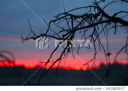 Crimson sunset and dead tree branches Crimson sunset and dead tree branches 141863017