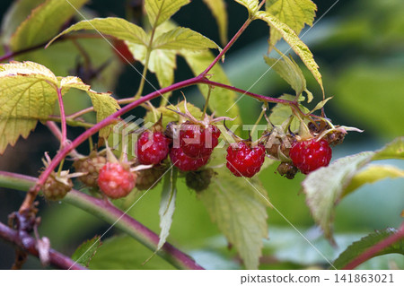 wild-growing ripe sweet raspberry wild-growing ripe sweet raspberry 141863021