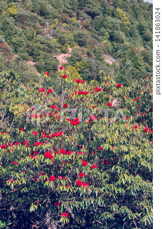Flowering bushes, red tree rhododendron Himalayas Flowering bushes, red tree rhododendron Himalayas 141863024