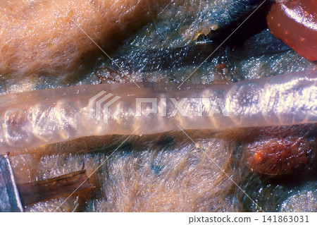filamentous algae. macro filamentous algae. macro 141863031