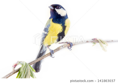 Great tit on white background Great tit on white background 141863037