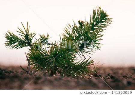Small trees in fog and dew, pine undergrowth Small trees in fog and dew, pine undergrowth 141863039
