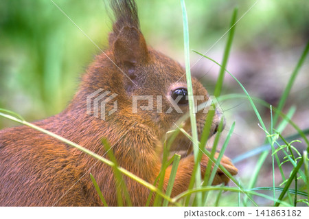 Red Squirrel on gravel path in Park Red Squirrel on gravel path in Park 141863182