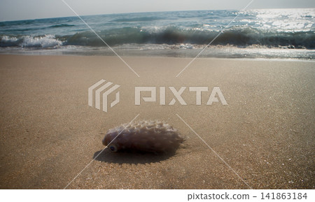 out by sea on beach of tropical fish of amazing shapes and species out by sea on beach of tropical fish of amazing shapes and species 141863184