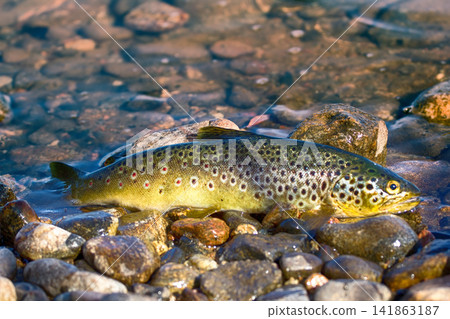Caught by spinning brown trout (Salmo trutta fario) Caught by spinning brown trout (Salmo trutta fario) 141863187