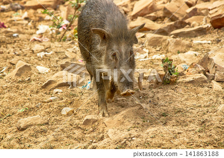 Woolly long-tailed pig and man on the street Woolly long-tailed pig and man on the street 141863188