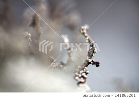 bit frightening landscape macro. bit frightening landscape macro. 141863201