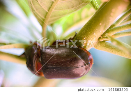 Rhinoceros beetle in India Rhinoceros beetle in India 141863203