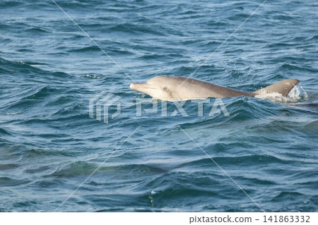 南海手海豚 南海手海豚 141863332
