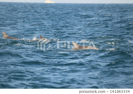 南海手海豚 141863334