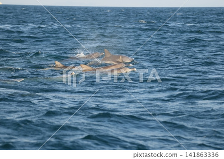 南海手海豚 141863336