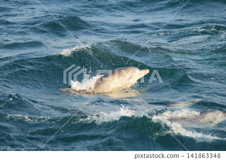 南海手海豚 141863348
