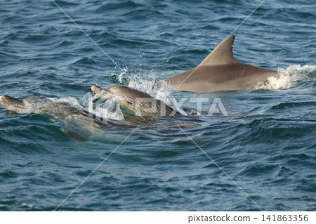 南海手海豚 南海手海豚 141863356