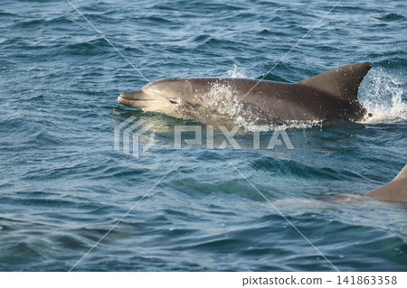 南海手海豚 南海手海豚 141863358