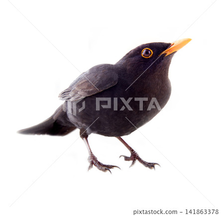 Blackbird (Turdus merula), male Blackbird (Turdus merula), male 141863378