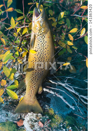Luxury fishing trophy from autumn lake. Luxury fishing trophy from autumn lake. 141863420