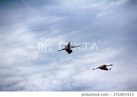 Gray Crane (common crane, Grus grus), pair Gray Crane (common crane, Grus grus), pair 141863423