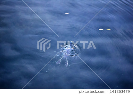 Coot (Fulica atra) dives and feeds in clear water Coot (Fulica atra) dives and feeds in clear water 141863479