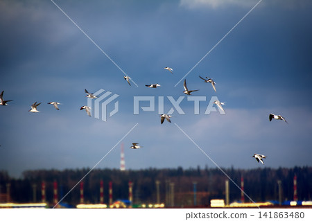 Birds on the background of the sea terminal 141863480