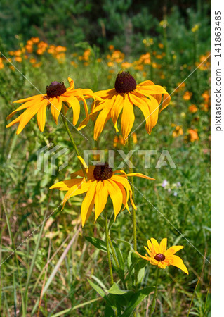Florescence of rudbeckia red on flower bed Florescence of rudbeckia red on flower bed 141863485