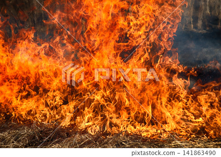 Dry grass blazes among bushes, fire in bushes area Dry grass blazes among bushes, fire in bushes area 141863490
